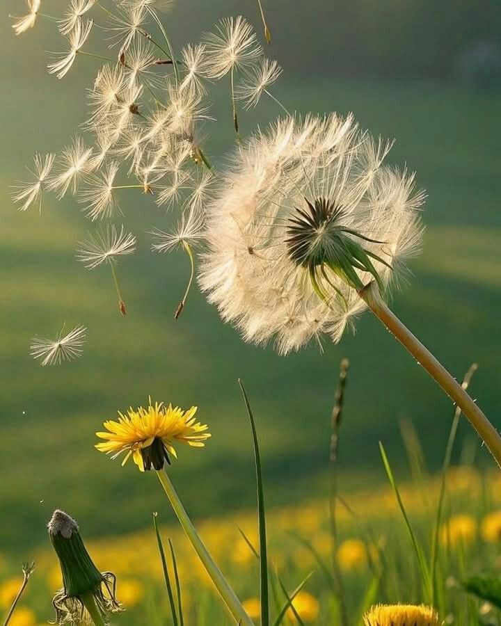 Ý nghĩa hoa bồ công anh trong tình yêu