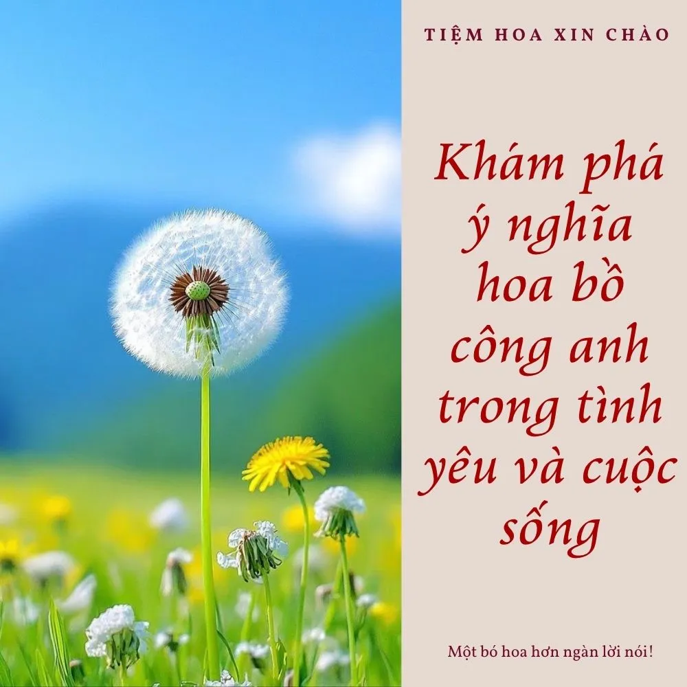 ý nghĩa hoa bồ công anh