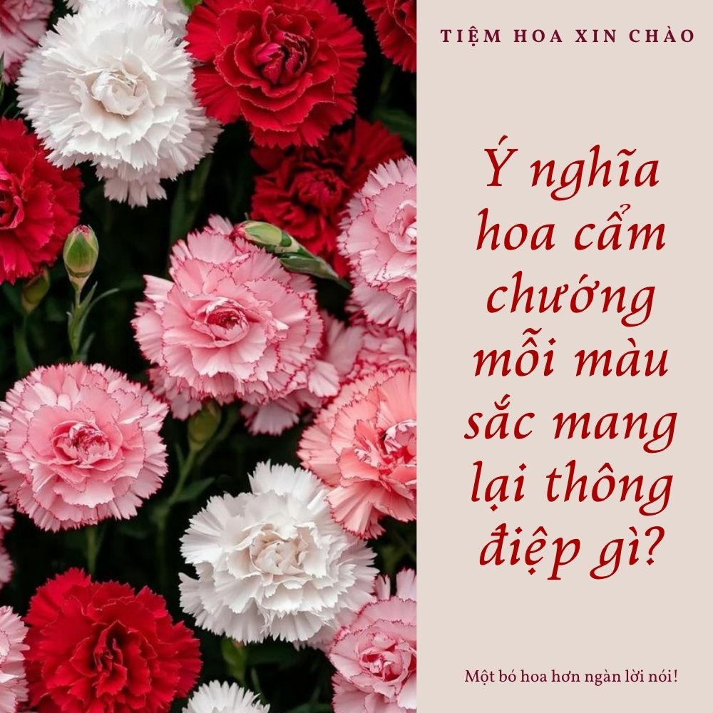 Ý nghĩa hoa cẩm chướng mỗi màu sắc