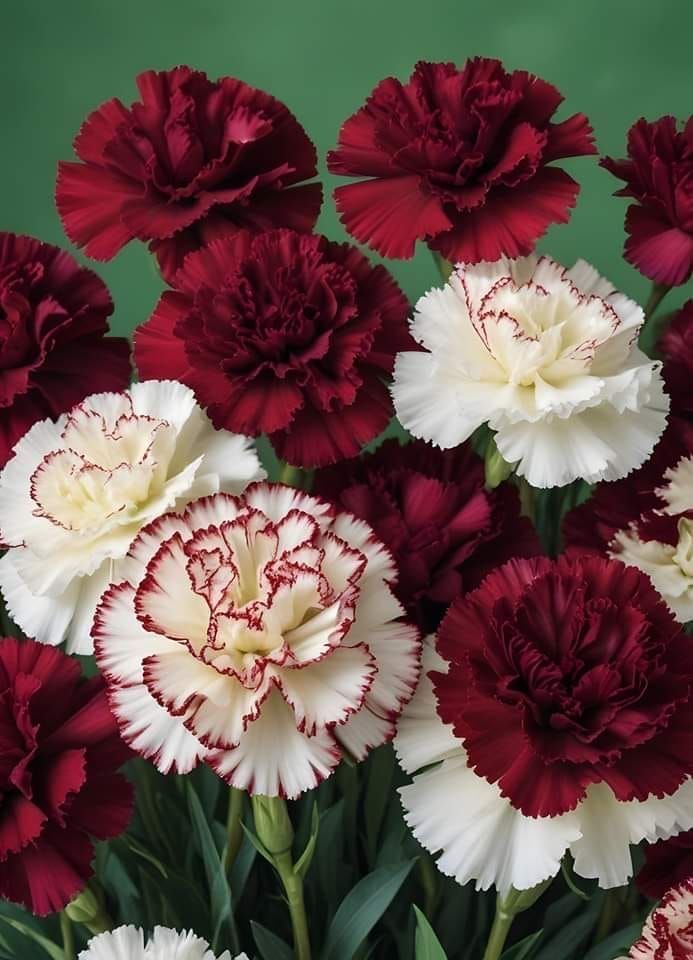 Ý nghĩa hoa cẩm chướng trong các truyền thống tôn giáo và thần thoại