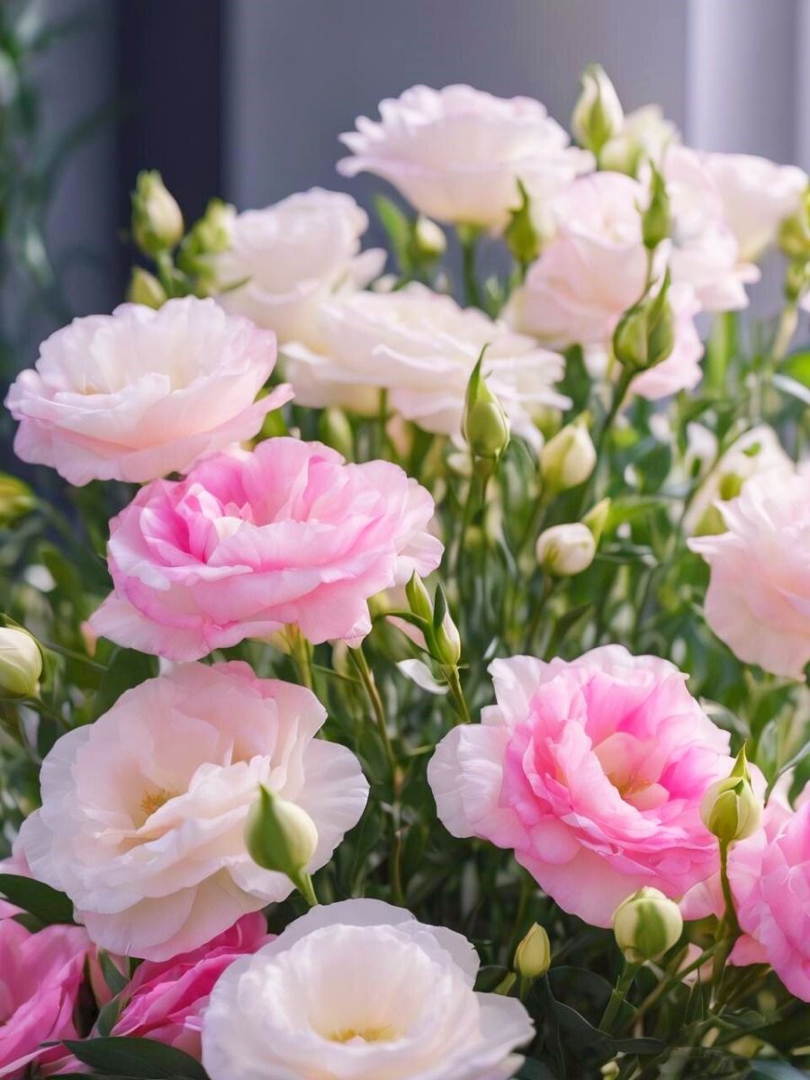 Ý nghĩa hoa cát tường hồng