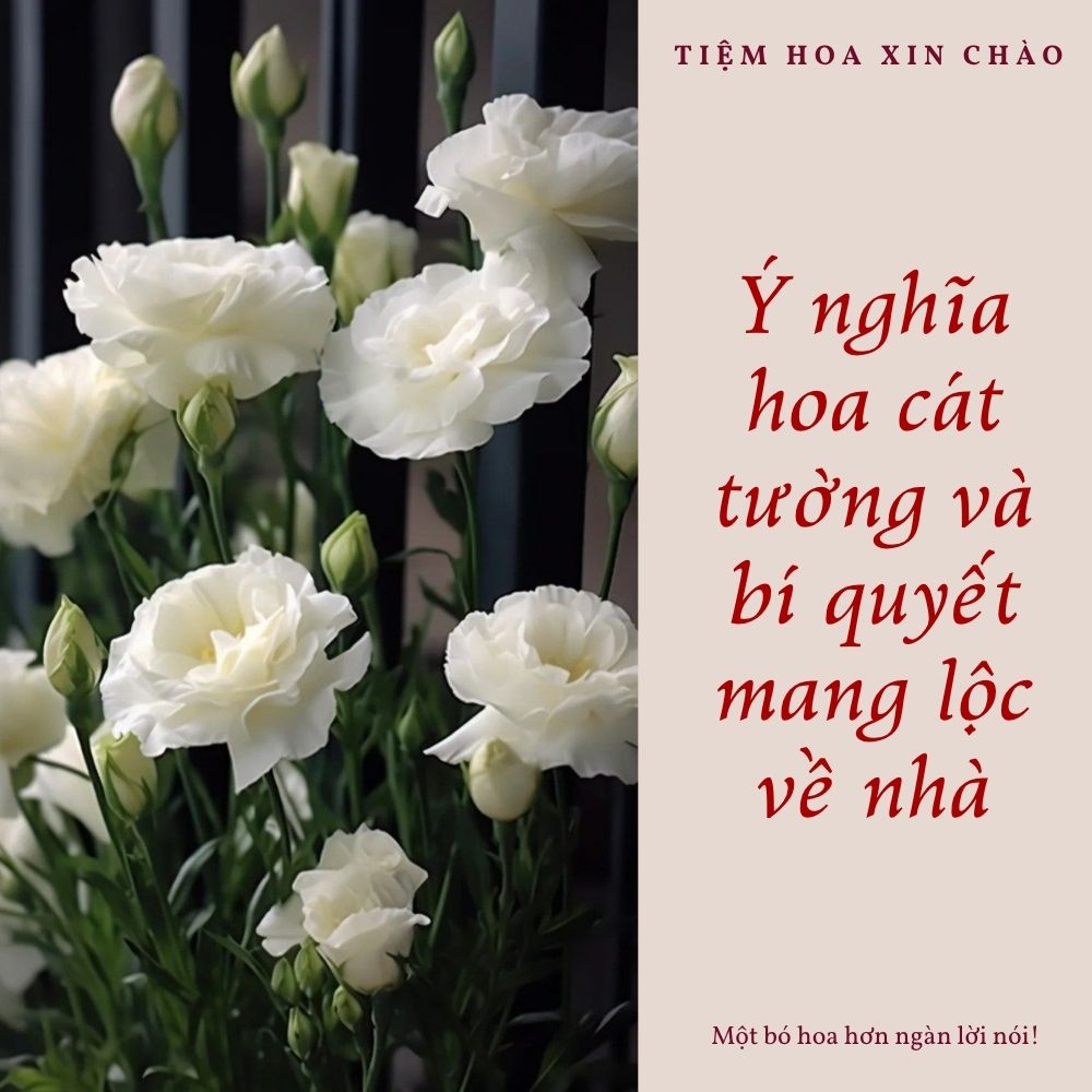 ý nghĩa hoa cát tường