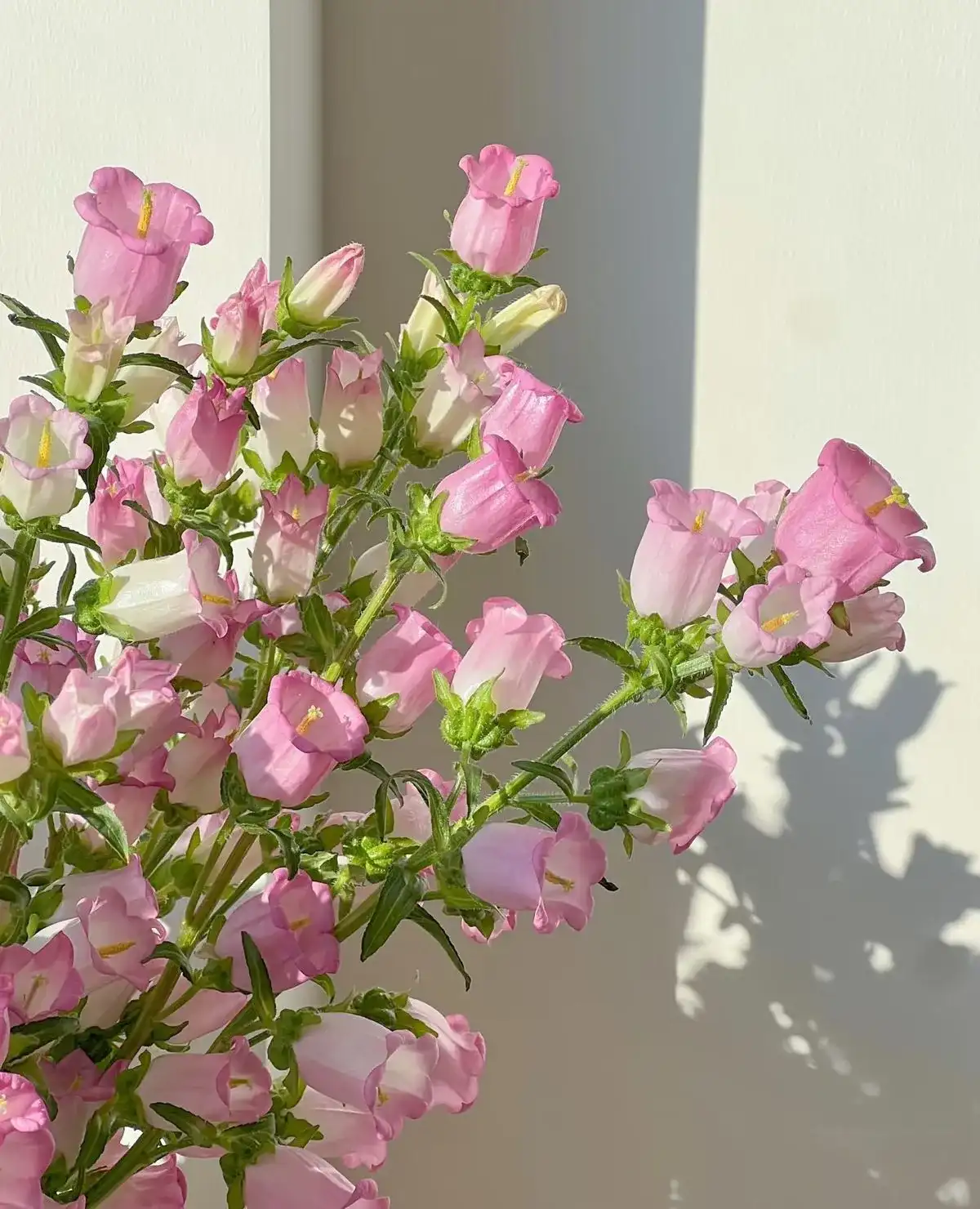 Ý nghĩa hoa chuông theo nền văn hóa thế giới