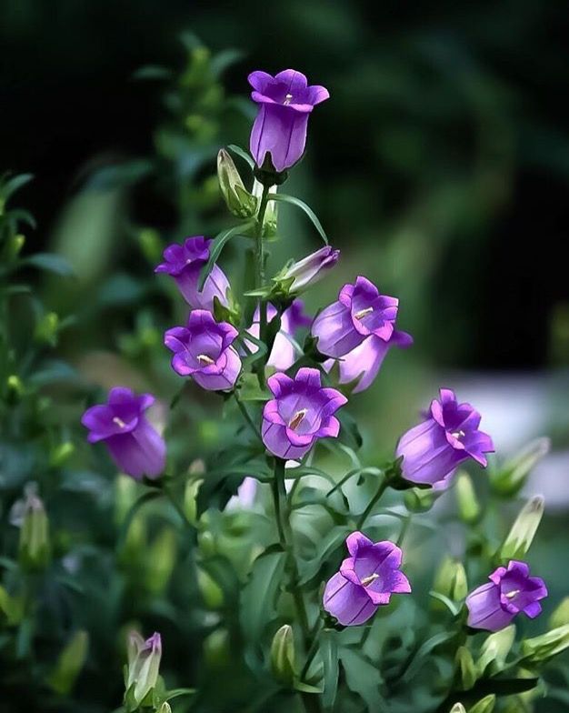 Ý nghĩa hoa chuông tím