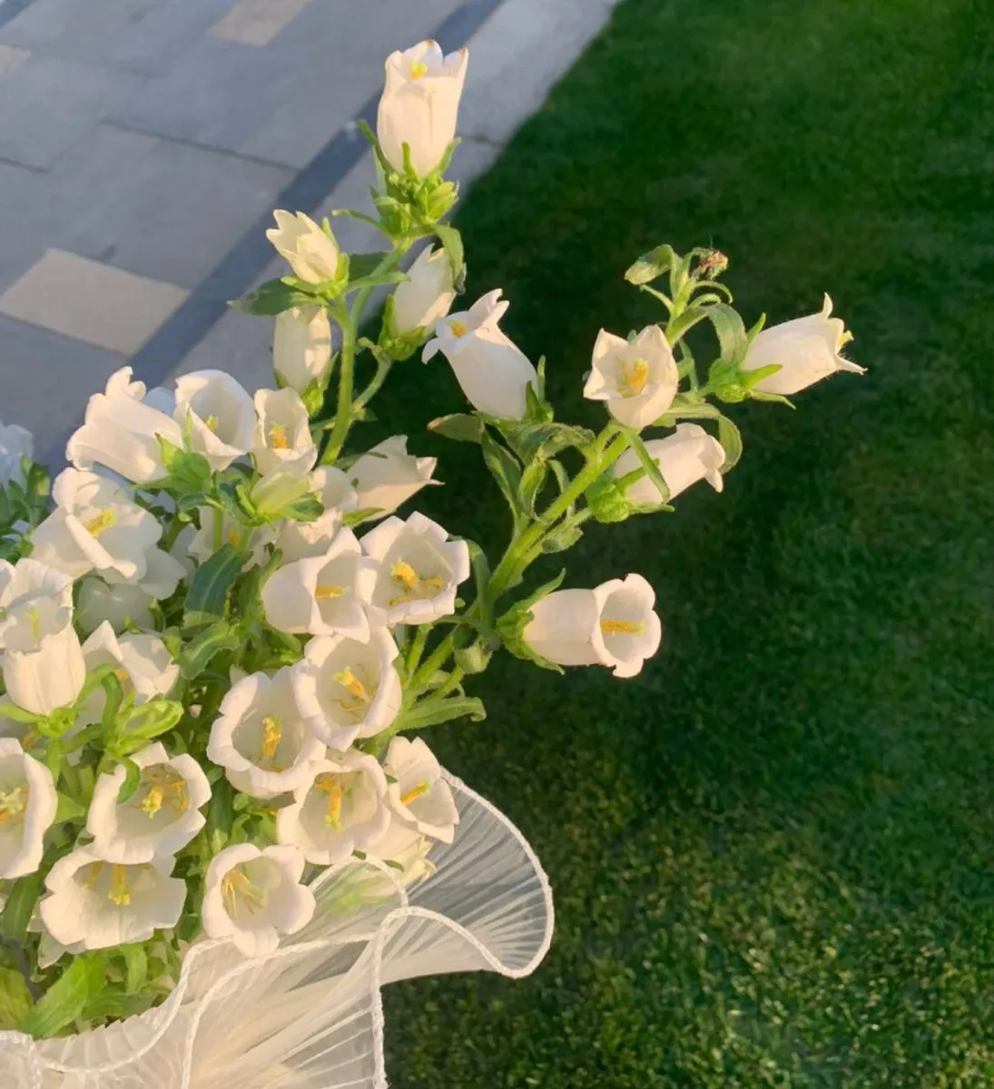 Ý nghĩa hoa chuông trắng