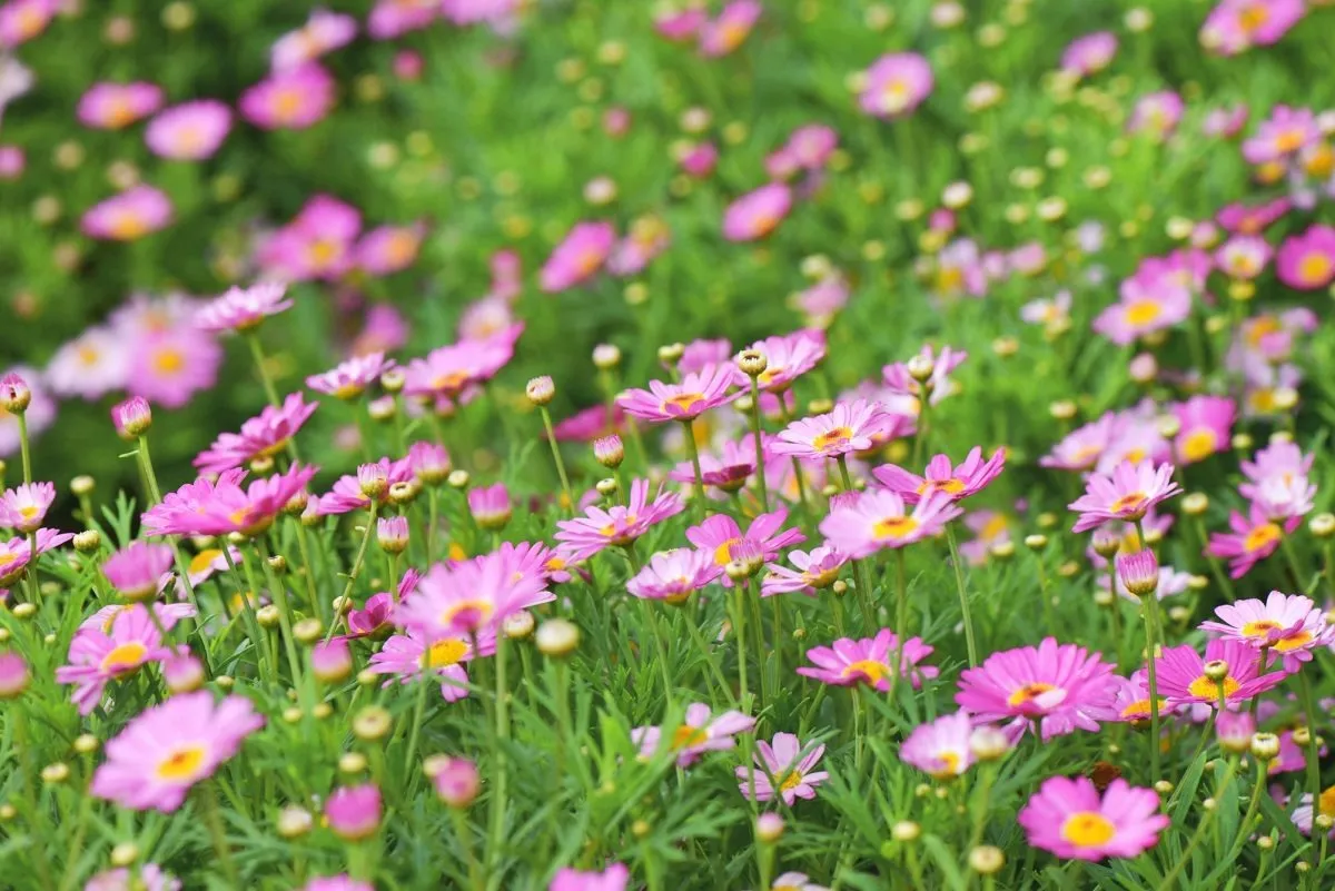 Ý nghĩa hoa cúc họa mi hồng