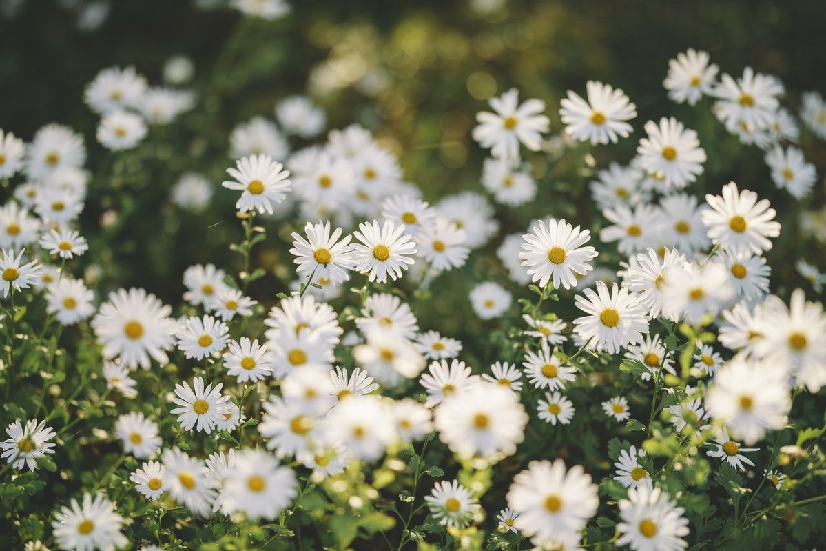 Ý nghĩa hoa cúc họa mi trong nền văn hóa các quốc gia