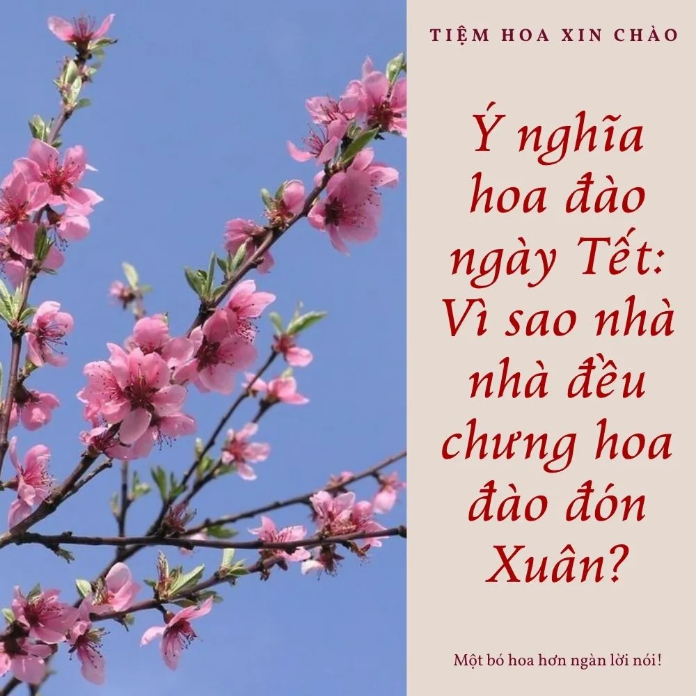 Ý nghĩa hoa đào ngày Tết