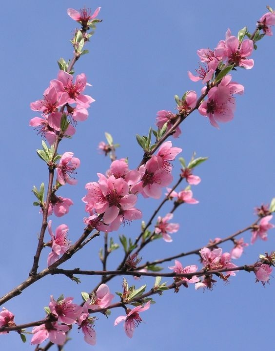 Ý nghĩa hoa đào trong đời sống