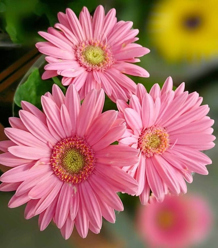 Ý nghĩa hoa đồng tiền hồng