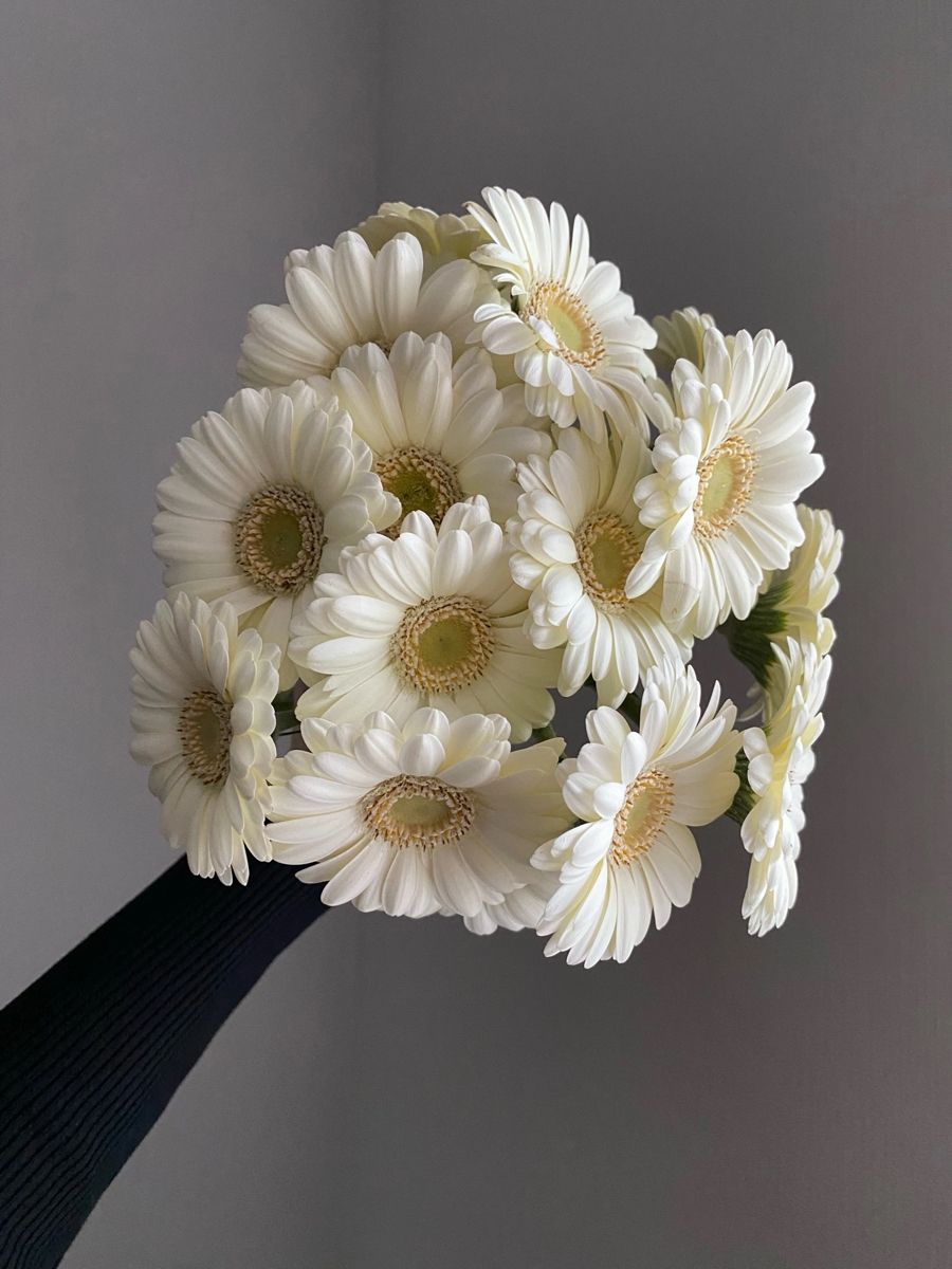 Ý nghĩa hoa đồng tiền trắng