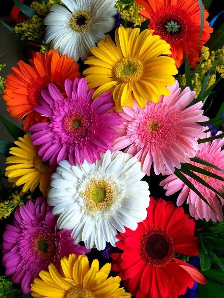 Ý nghĩa hoa đồng tiền trong đời sống