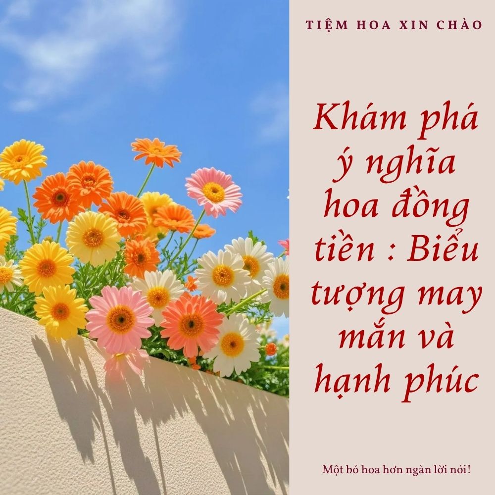 ý nghĩa hoa đồng tiền