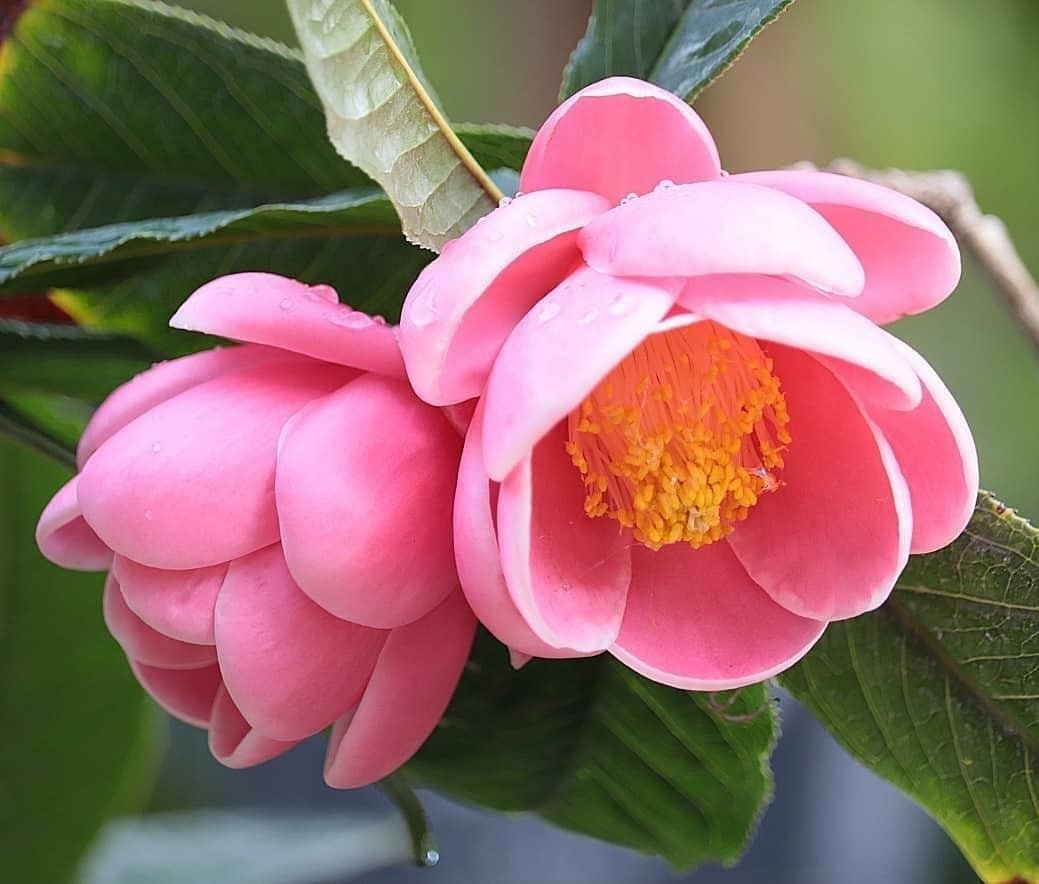 Ý nghĩa hoa hải đường hồng