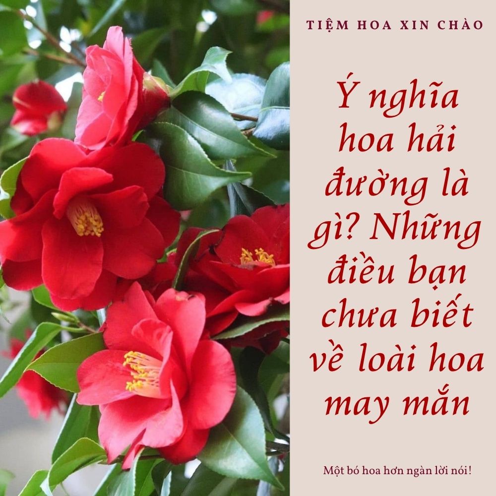 ý nghĩa hoa hải đường