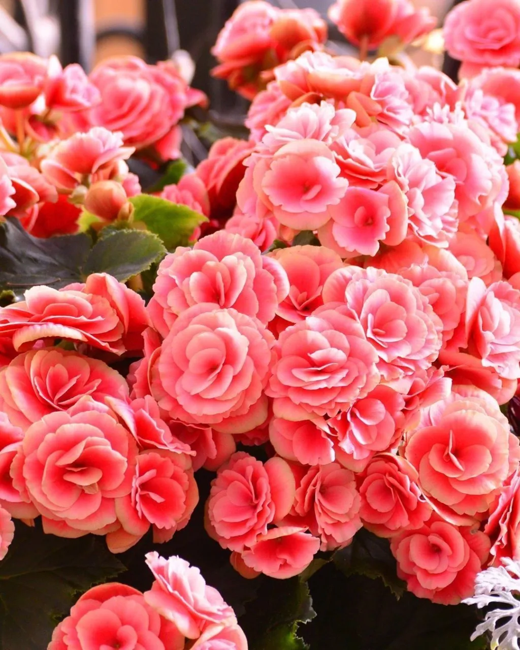 Ý nghĩa hoa hải đường