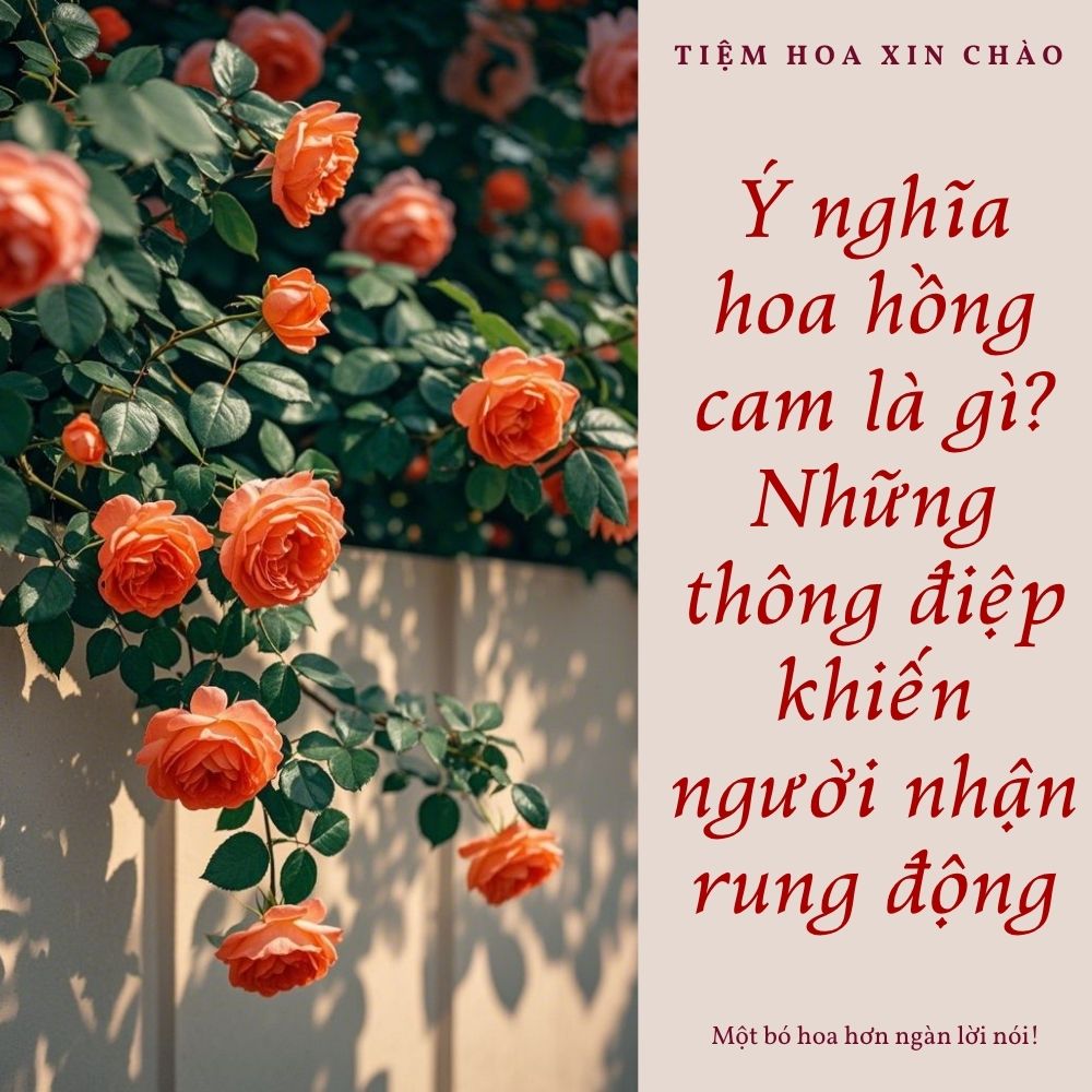 Ý nghĩa hoa hồng cam