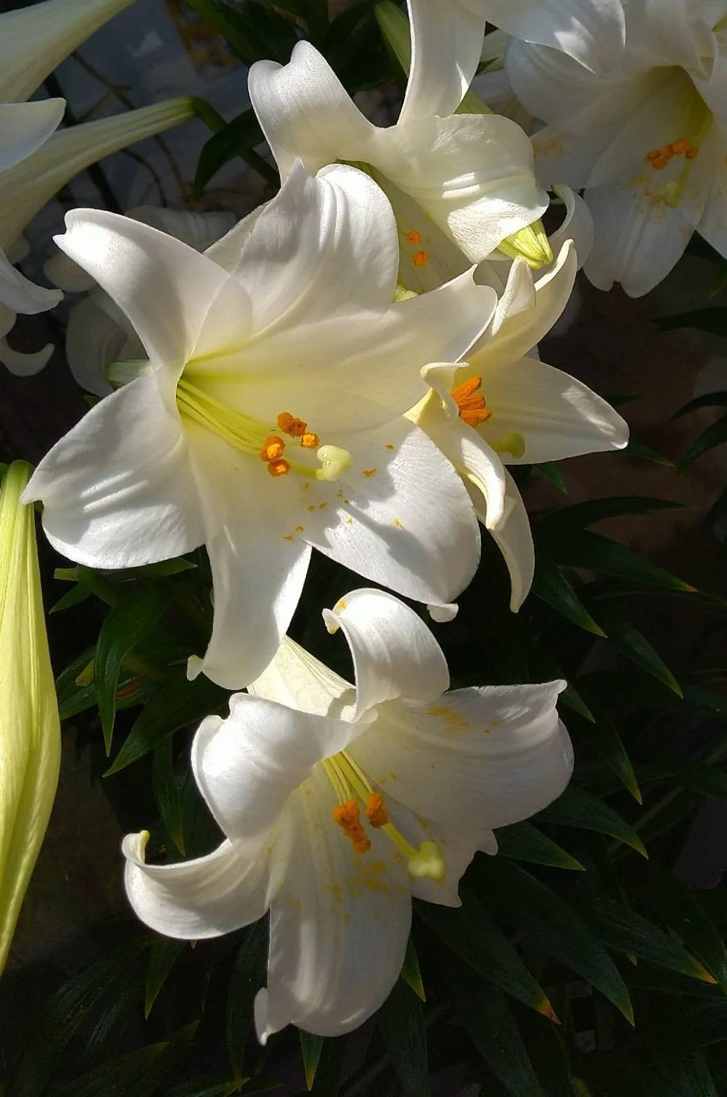 Ý nghĩa hoa ly trắng