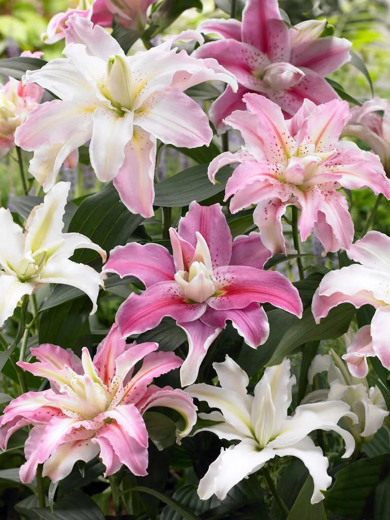 Ý nghĩa hoa ly trong đời sống