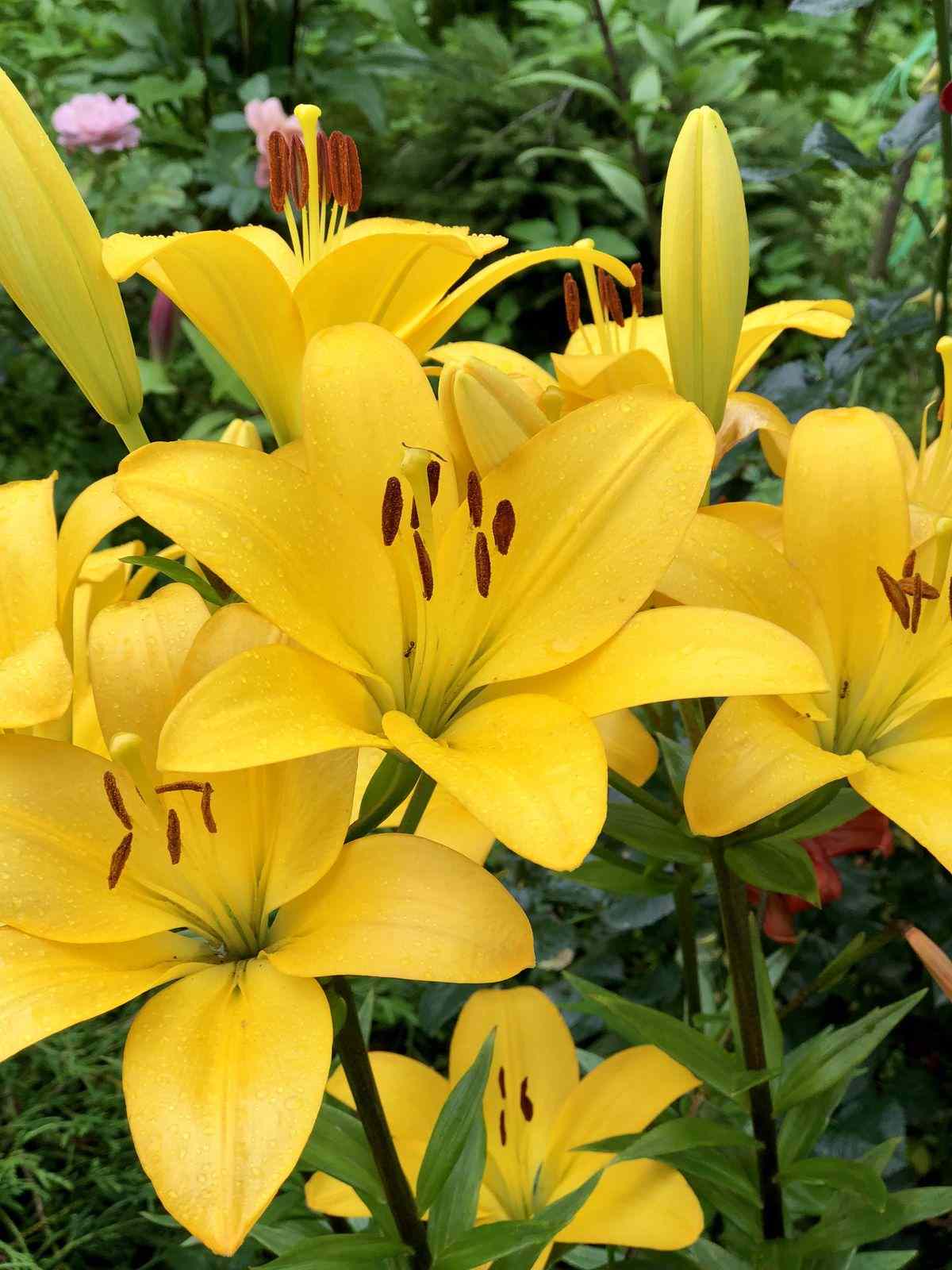 Ý nghĩa hoa ly vàng