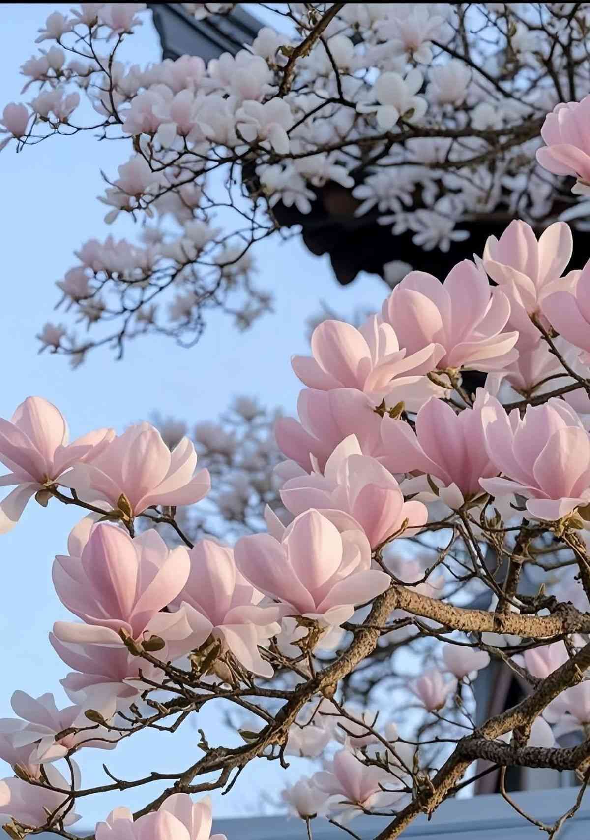 Ý nghĩa hoa mộc lan trong nền văn hóa các quốc gia