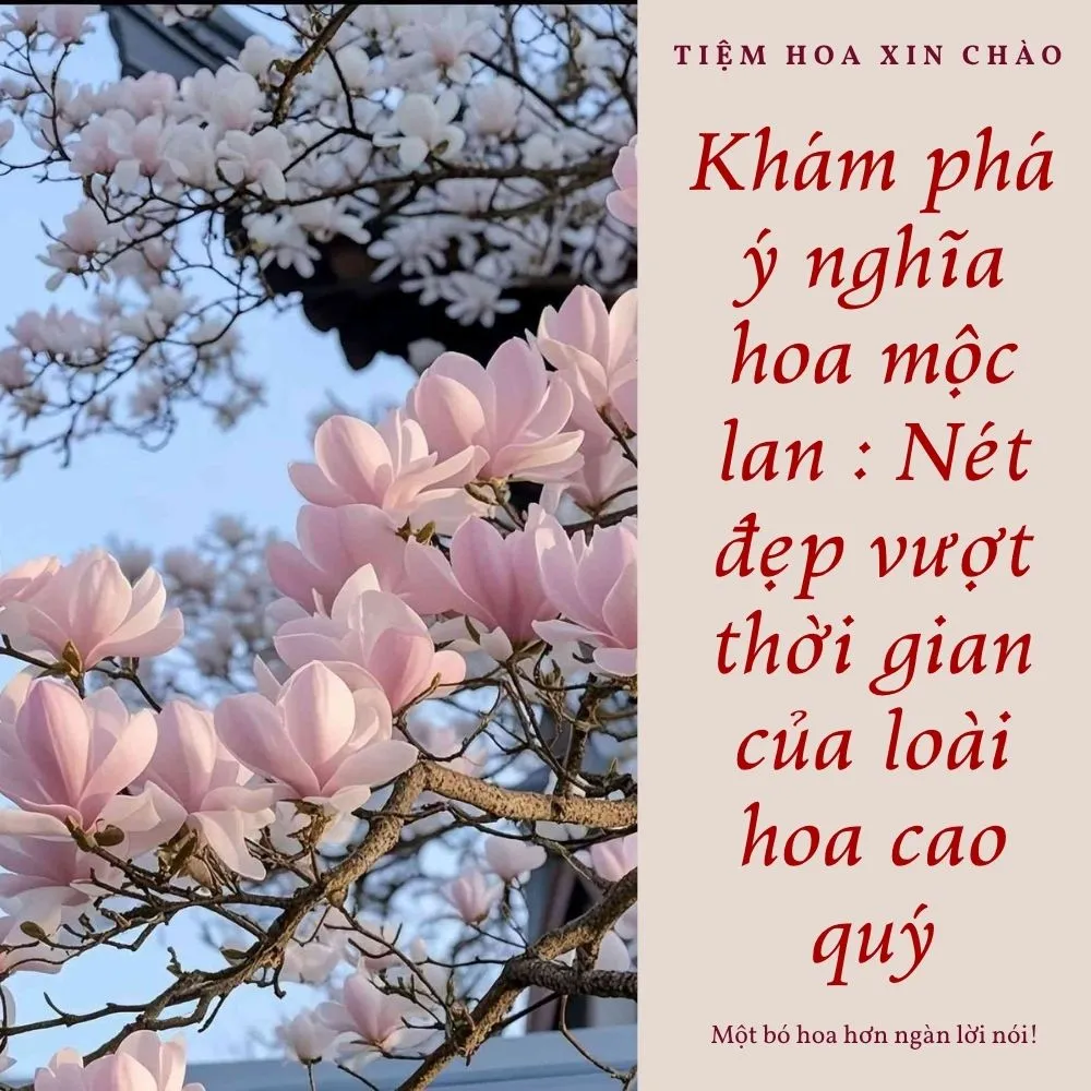 ý nghĩa hoa mộc lan
