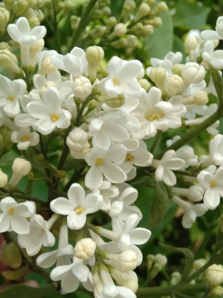 Ý nghĩa hoa nhài trong phong thủy