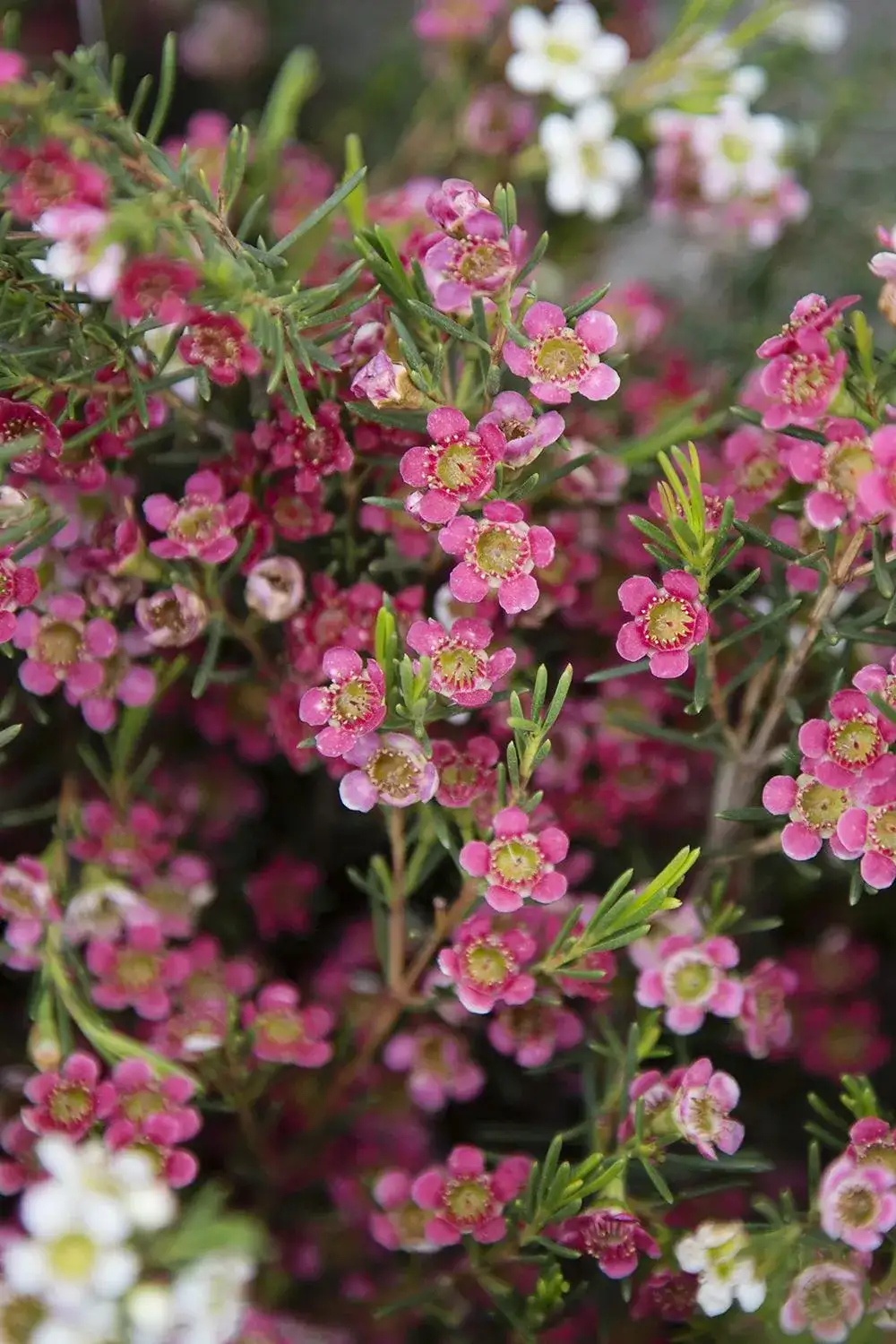 Ý nghĩa hoa thanh liễu hồng
