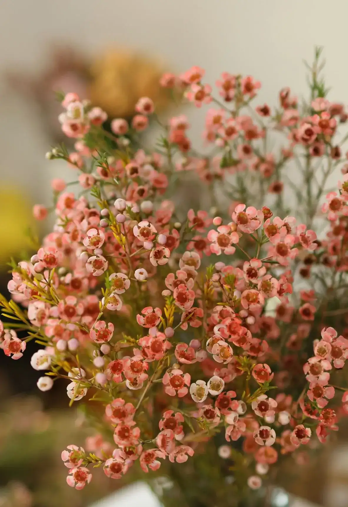 Ý nghĩa hoa thanh liễu ngày Tết