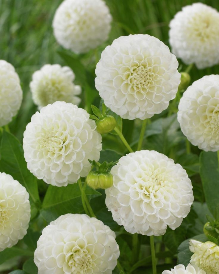 Ý nghĩa hoa thược dược trắng