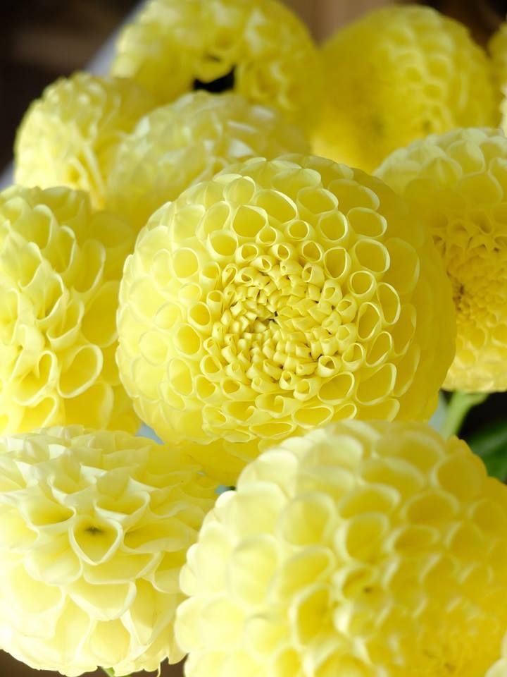 Ý nghĩa hoa thược dược vàng