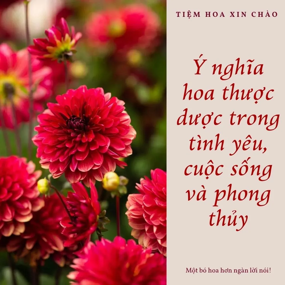 ý nghĩa hoa thược dược