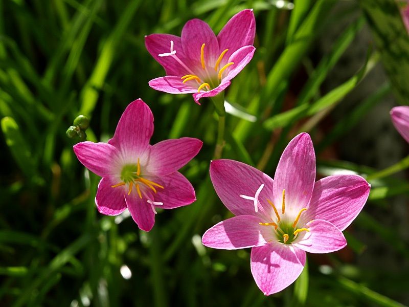 Ý nghĩa hoa thủy tiên hồng