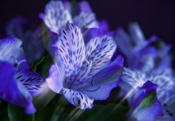 Ý nghĩa hoa thủy tiên xanh