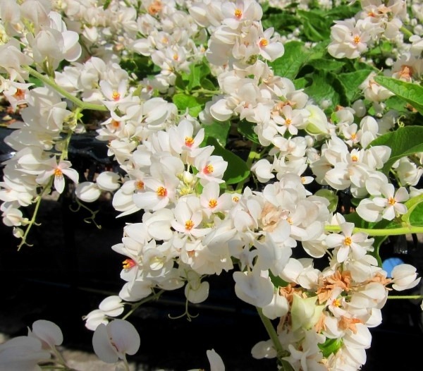 Ý nghĩa hoa tigon trắng