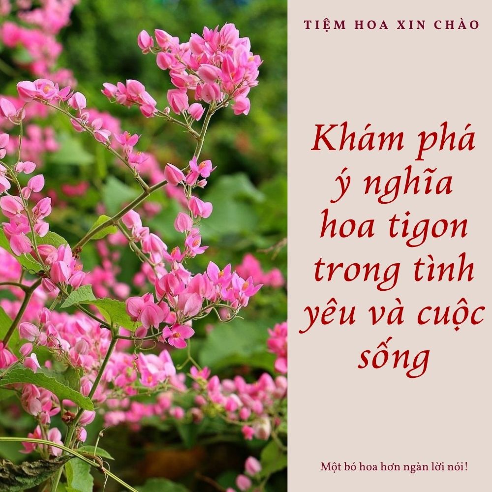 ý nghĩa hoa tigon trong tình yêu và cuộc sống