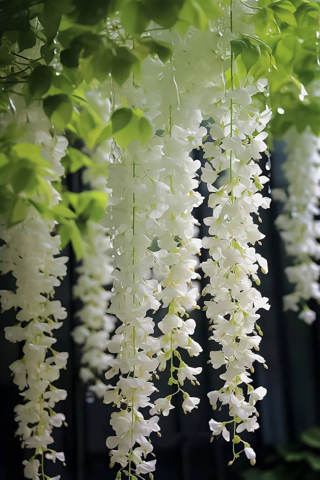 Ý nghĩa hoa tử đằng trắng