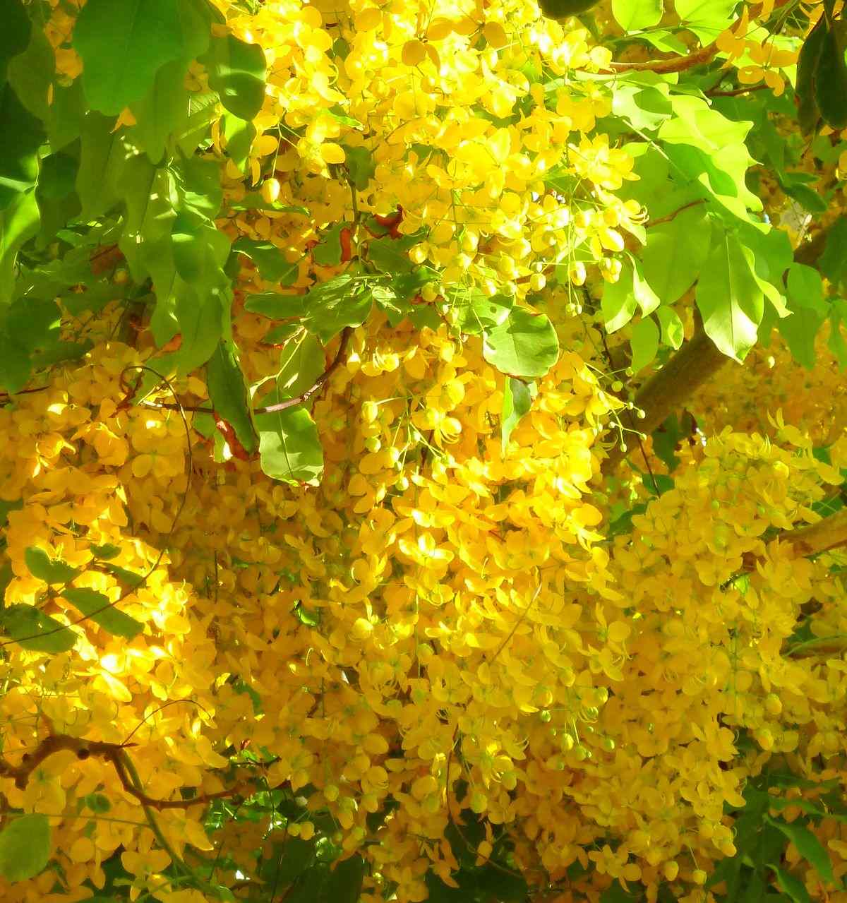 Ý nghĩa hoa tử đằng vàng