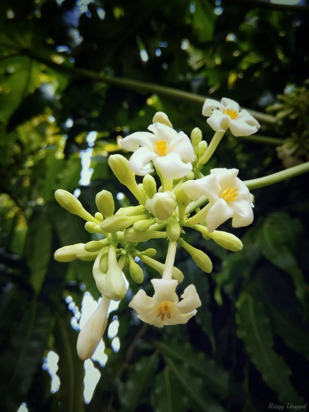 Hoa đu đủ đực