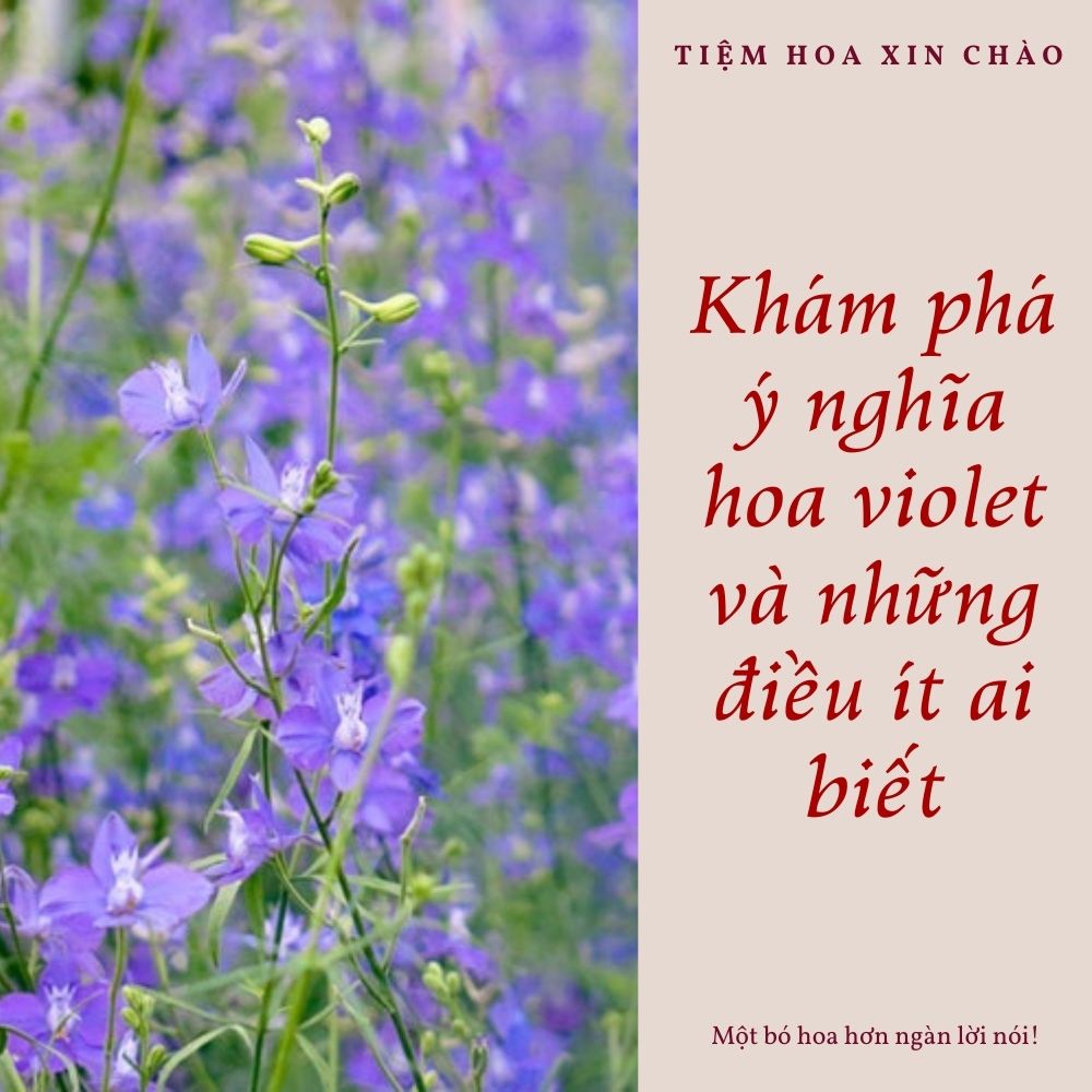 Khám phá ý nghĩa hoa violet