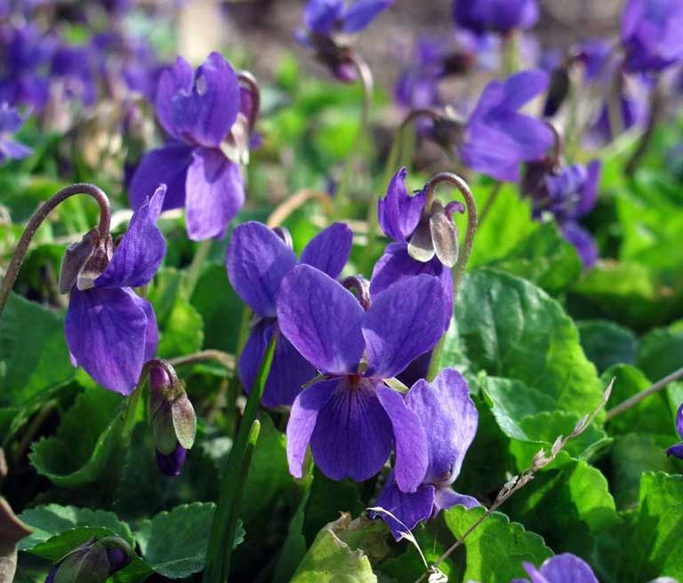 Những dịp phù hợp tặng hoa violet