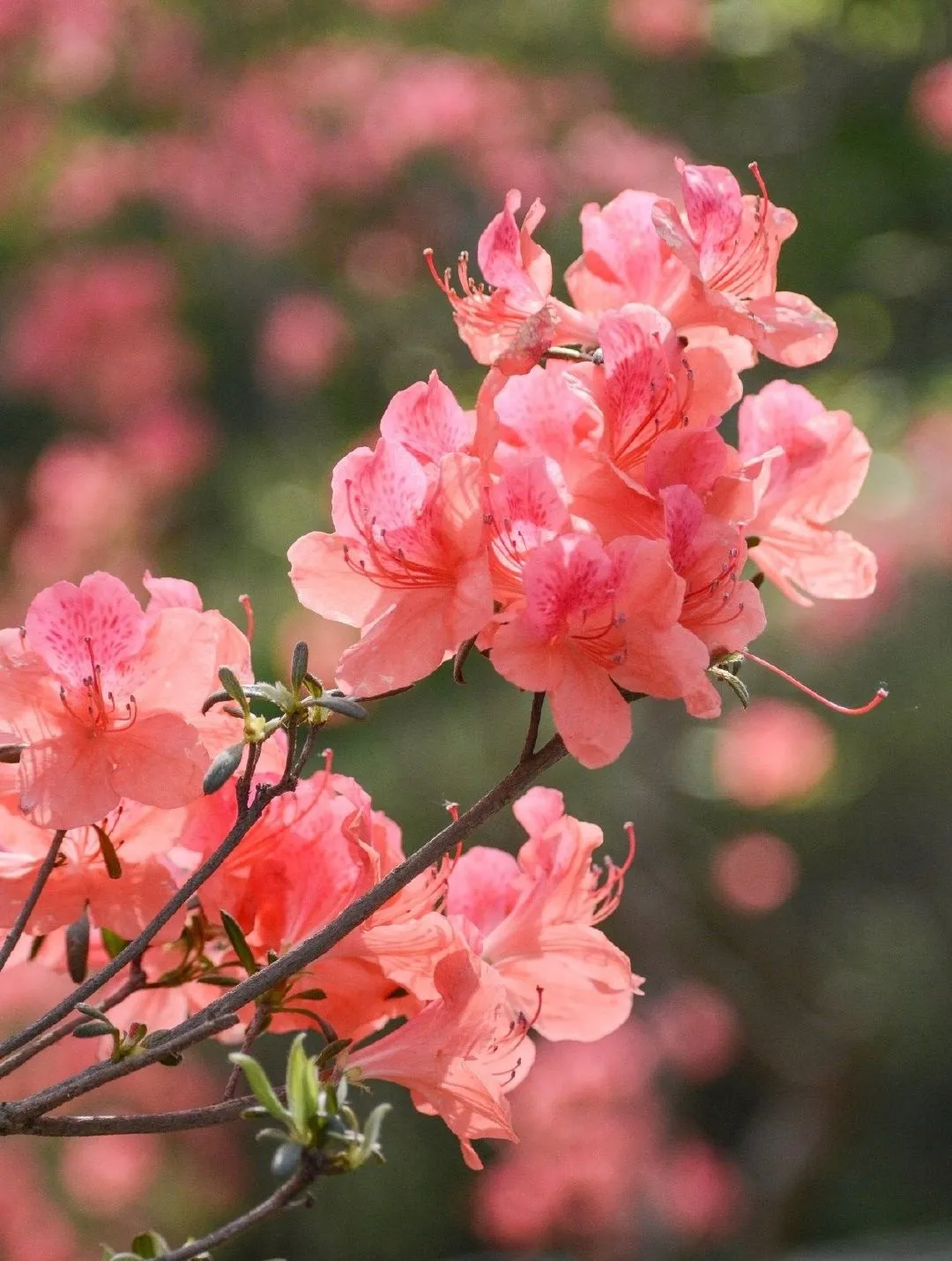 Ý nghĩa của hoa đỗ quyên trong tình yêu