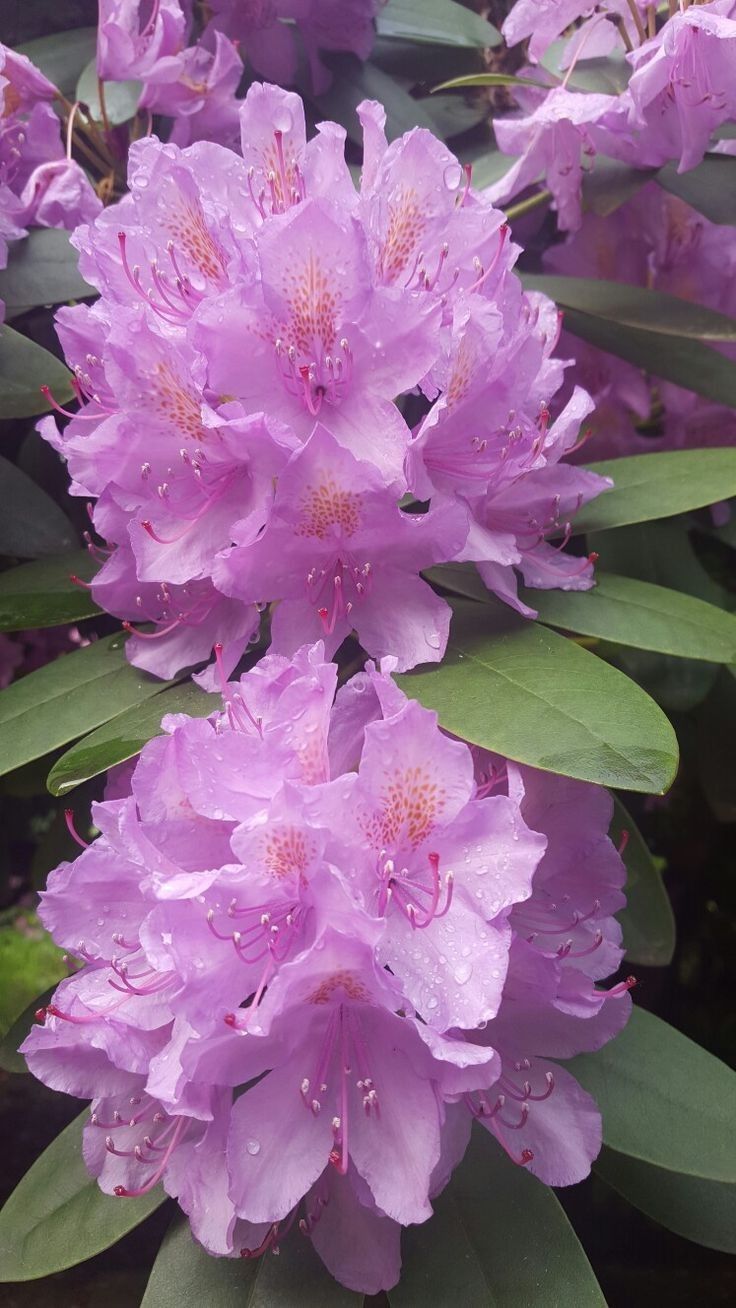 Ý nghĩa của hoa đỗ quyên tím