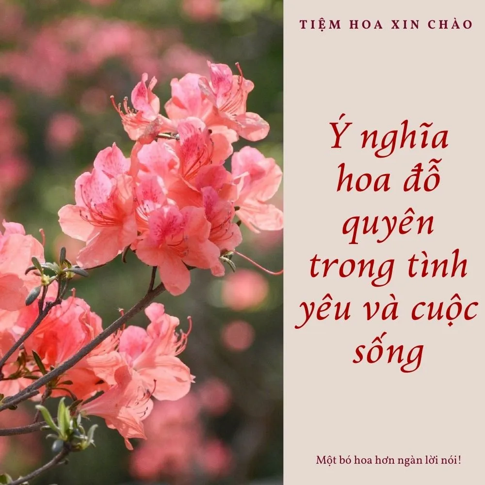 ý nghĩa hoa đỗ quyên