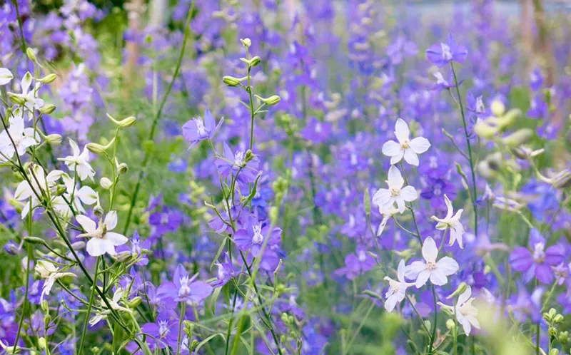 Ý nghĩa hoa violet trong đời sống